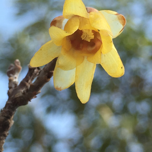 自醉（翻自 胡彦斌）