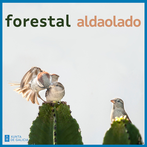Forestal