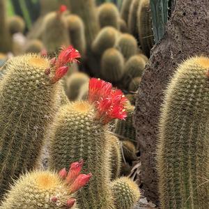 Focus (feat. Delphinus)