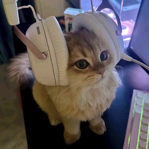 爱是最没用的字