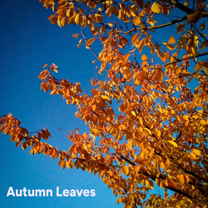 Autumn Leaves