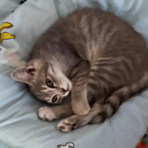 又一次（Prod by Lion_Z狮子）