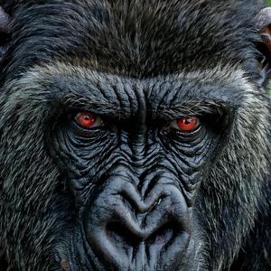 ਜਾਨਵਰ ਜਗਾ (ਕਸਰਤ ਜਿੰਮ ਪ੍ਰੇਰਣਾ ਫਿਟਨੈਸ ਵਰਕਆਊਟ ਤਾਕਤ ਊਰਜਾ)