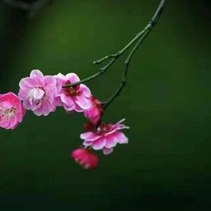 梅花深处是我家