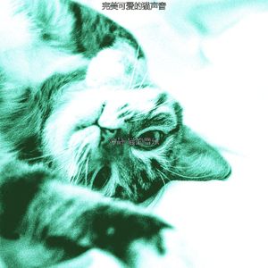 柔和的小猫时刻