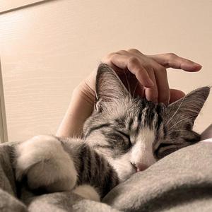 一个人的歌（口琴）