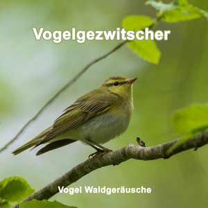 Vogelgezwitscher ohne Wiederholung, Wald im Mai, Frühling, zur Entspannung - Loop