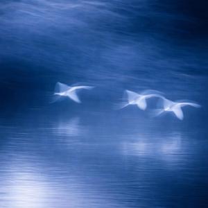 Ce Qui Reste, Ici (feat. Violette Valois)