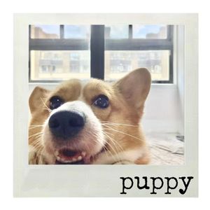 小狗Puppy