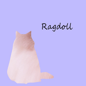 Ragdoll