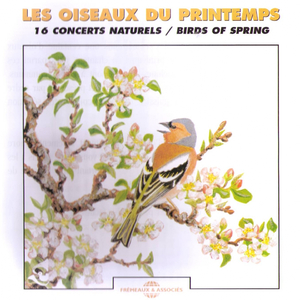 Merle noir (Blackbird)