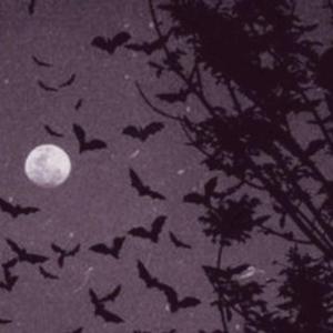 NOCTURNAL