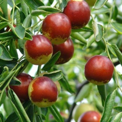 你是我最美的传奇 (恰恰版)