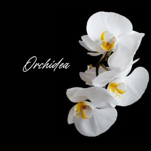 Orchidea