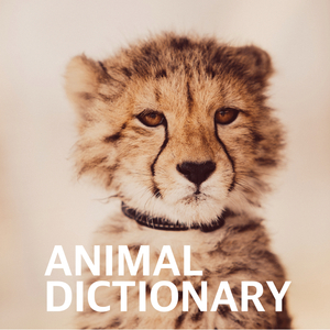 팻의 식욕증진 음악