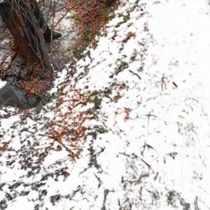 мерзкие черви