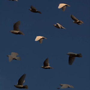 恰逢我年少无为 烟嗓船长