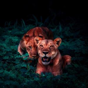 Guinneess & a Spliff (Freesytyle)