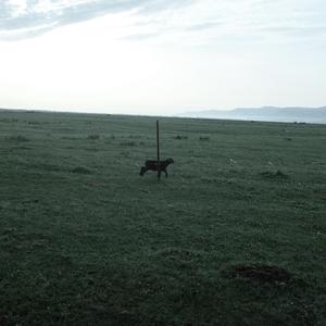 成都老茶馆的清晨