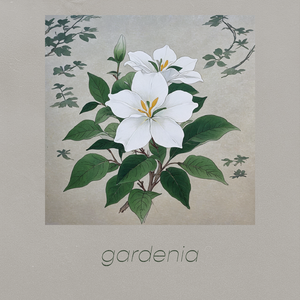 gardenia
