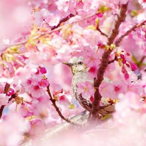 遇见清新(纯音乐)