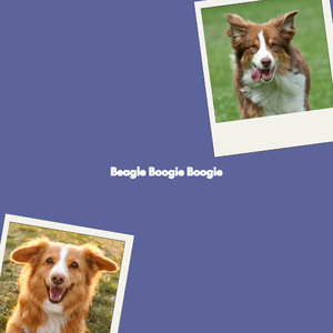 Smooth Bossa Nova - Vibe for Exploring New Destinations