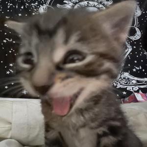 ivonny bonita (sped up)