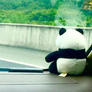 喵喵请睡觉