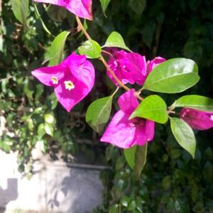 《无畏遨游的逐梦之旅》