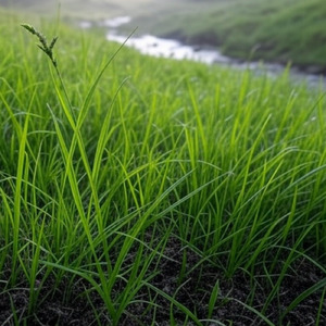 土の匂い草の匂い