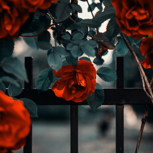 Gonca Gülüm Solmadan