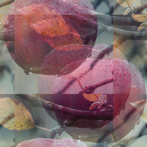 Liliaceae