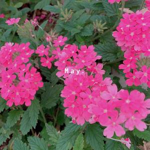 桃源境Jackson（翻自 VIXX）