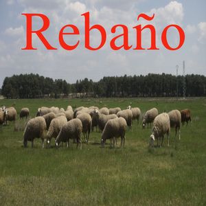 Rebaño