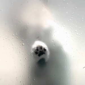 蠢货