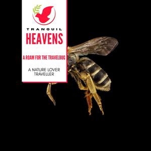 Beauteous Northern Flicker