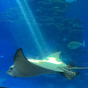 2 Relojes en la Mano