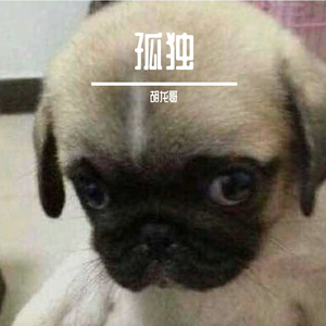 孤夜之泪