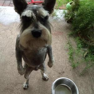 skibidi gyat ohio sigmachad music