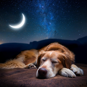 Acogedora Relajación De Acordes