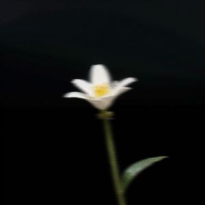 【Free Beat】Secret-Emotional Piano Trap Beat