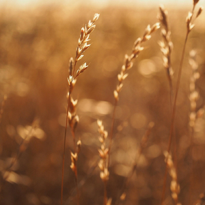 Happiness Follows (Radio Edit)