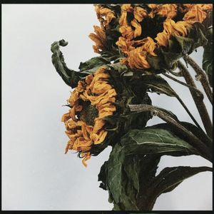 梁山伯与茱丽叶（翻自 曹格）