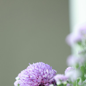 Bhalwala Earning View