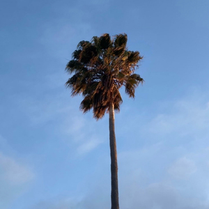 a fair sky