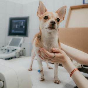 Who The Hell Vina MIX2022