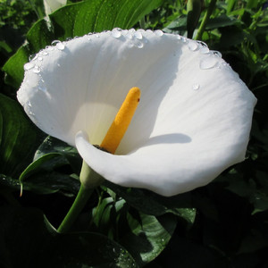 最後に残るもの