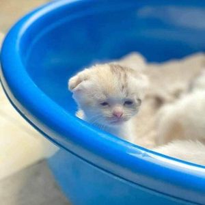 Hadal Ahbek (Zang Remix)