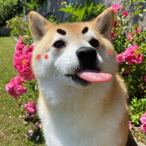 【翻唱】Rainy story 原唱：川江美奈子