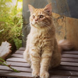 心里学【言和AI Cover】